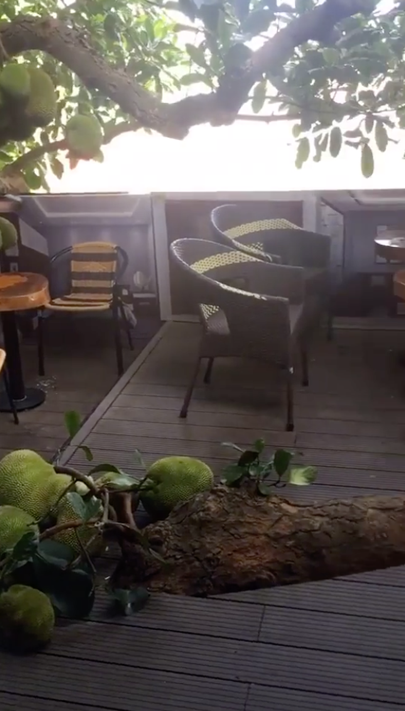 Những quả mít xanh mơn mởn có kích thước khá lớn xếp cạnh nhau đồng đều, treo lủng lẳng vô cùng độc đáo.