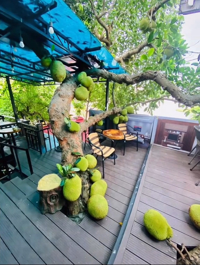 Và tới khi ra quả, những quả mít không chỉ lúc lỉu trên càng mà còn nằm lăn lóc đầy sàn quá.