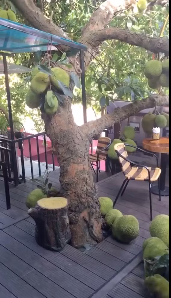 Ngoài ra cũng có không ít người cho rằng khách đến quán cũng nên cẩn thận khi quả đến thời kỳ chín rụng.