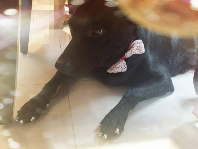 Mặc dù được chú chăm chút kĩ lưỡng từ bộ móng cho đến trang phục nhưng biểu cảm chú cún tỏ ra vẫn buồn.