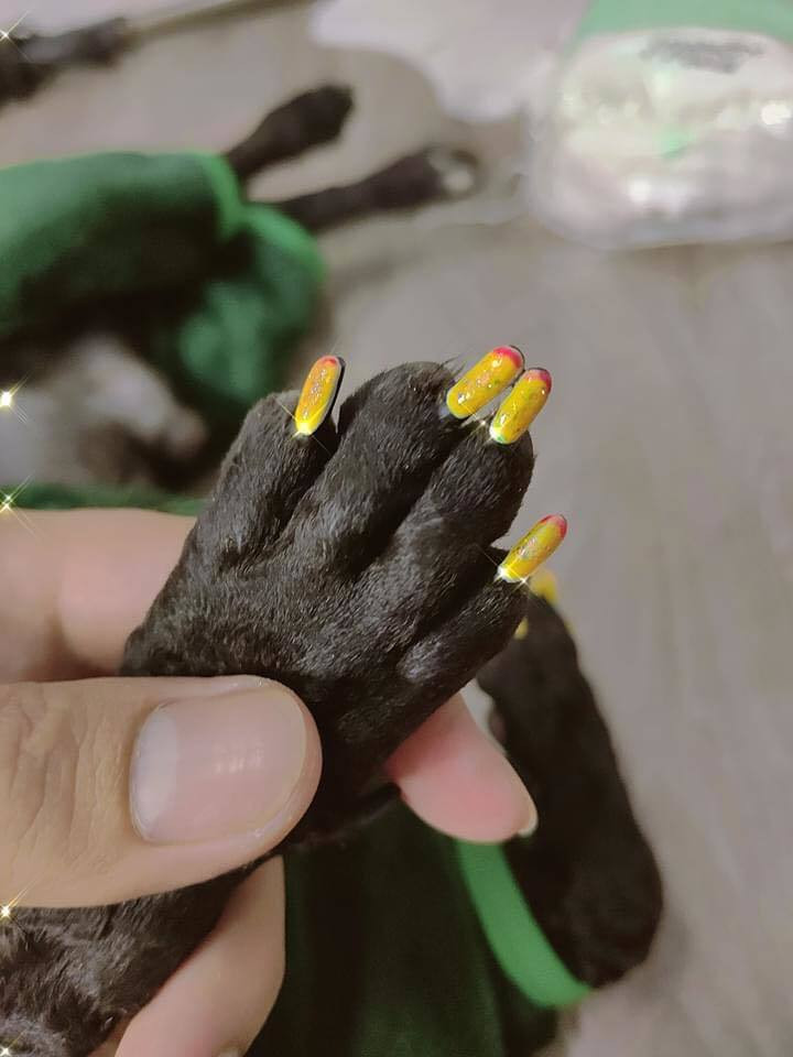 Cụ thể, mới đây một chàng trai lên mạng "than thở" rằng mình đã trở thành "con nuôi". ý do là vì chú cún cưng được mẹ chiều chuộng, chăm bẵm từng chút một. Bữa sáng, chú ta cũng được mẹ anh chàng mua thịt cá về cho ăn. Trong khi đó cậu thanh niên này chỉ được "chiên cho cái trứng". Thậm chí, chú chó cưng còn được mẹ đưa đi... " làm nail".