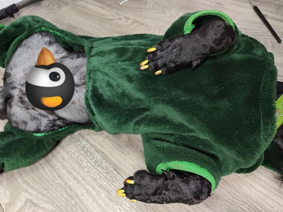 Chưa hết, mẹ chàng trai trên còn sẵn sàng cho chó cưng của mình đứng 1 trang riêng trong sổ hộ khẩu nếu có thể. Như thế là đã đủ hiểu tình yêu của mẹ chàng trai này với chú chó lớn cỡ nào.