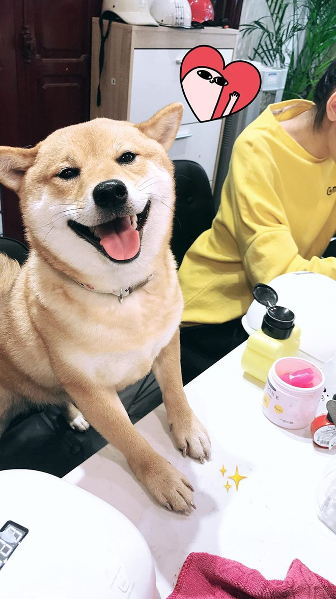 Sau khi thực hiện bộ nail đẹp, gương mặt của chú chó khiến dân mạng chú ý.