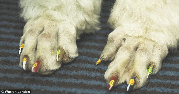 Bộ nail dành cho cún cực dễ thương.