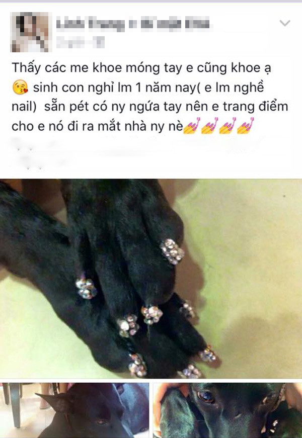 Việc làm nail cho chó không còn xa lạ bởi trước đây từng có trường hợp vì quá "nhớ nghề" nên đã lôi chú cún cưng ra "thị phạm".