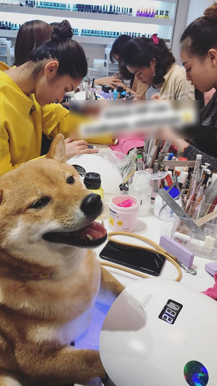 Không chỉ vẽ tại gia, nhiều chú chó còn được đưa ra tận hàng làm nail để "hưởng thụ" các dịch vụ.