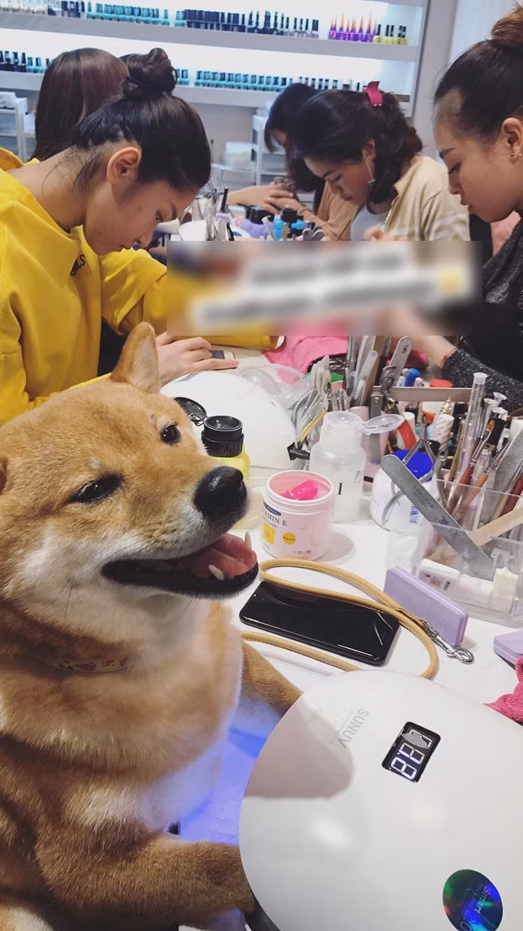 Không chỉ vẽ tại gia, nhiều chú chó còn được đưa ra tận hàng làm nail để "hưởng thụ" các dịch vụ.