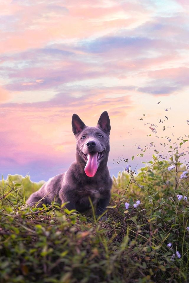 Không còn dáng vẻ ngốc nghếch và những biểu cảm khó đỡ như hồi còn vài tháng tuổi, giờ đây Nguyễn Văn Dúi đã ra dáng một chú chó trưởng thành.