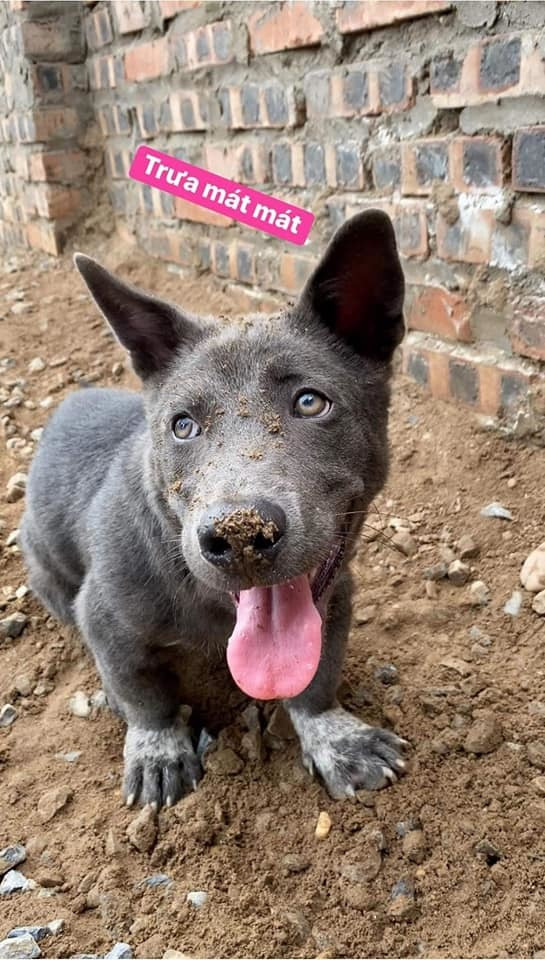 Mới đây, những hình ảnh về màn "dậy thì thành công" của thú cưng Nguyễn Văn Dúi tiếp tục khiến dân mạng phải nghiêng ngả.