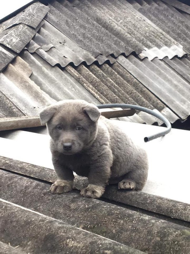 Tuy bị đánh giá là có màn "dậy thì không thành công" mất đi vẻ ngây thơ ngày nào nhưng các fan của Nguyễn Văn Dúi vẫn dành rất nhiều tình cảm cho thần tượng của mình.