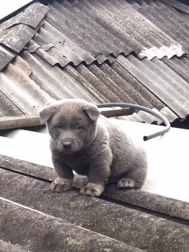 Tuy bị đánh giá là có màn "dậy thì không thành công" mất đi vẻ ngây thơ ngày nào nhưng các fan của Nguyễn Văn Dúi vẫn dành rất nhiều tình cảm cho thần tượng của mình.