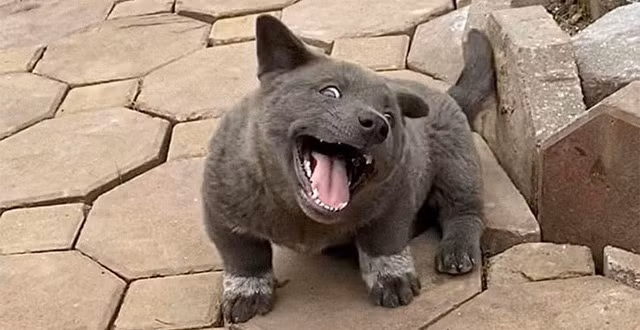 Tai của Dúi giờ đây đã vểnh lên đầy vẻ tinh ranh thay vì cụp xuống đáng yêu như trước, dáng người và khuôn mặt cũng trở nên gầy gò thay cho nét bụ bẫm ngày nào.