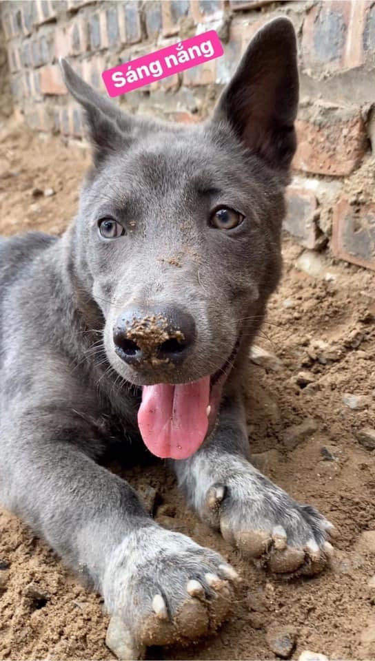 Từ một chú chó bình thường, idol Nguyễn Văn Dúi trở nên nổi tiếng đúng nghĩa và chiếm được cảm tình của đông đảo fan hâm mộ không chỉ trong nước mà còn trên toàn thế giới.