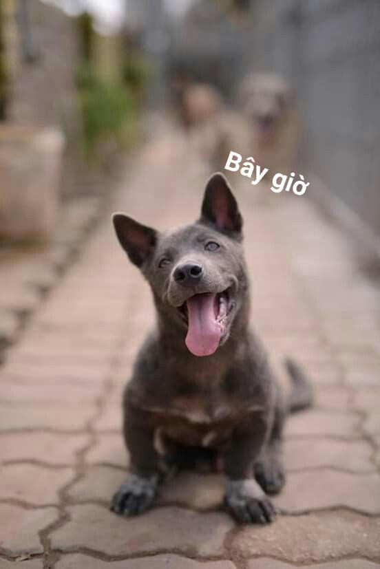 Nổi lên trong vài tháng đầu năm, những hình ảnh mang tính chất "cà khịa" muôn nơi của chú cún Nguyễn Văn Dúi đã góp phần biến cái tên này trở thành một hiện tượng mạng.