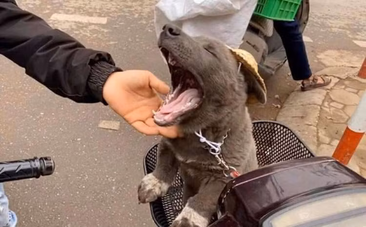 Chính bởi vậy, kênh "Gấu mèo Bắc Mĩ" của Dúi liên tục gia tăng lượng người theo dõi. Đáp trả lại điều này, chủ kênh cũng đưa ra nhiều màn "cà khịa" bá đạo hơn.