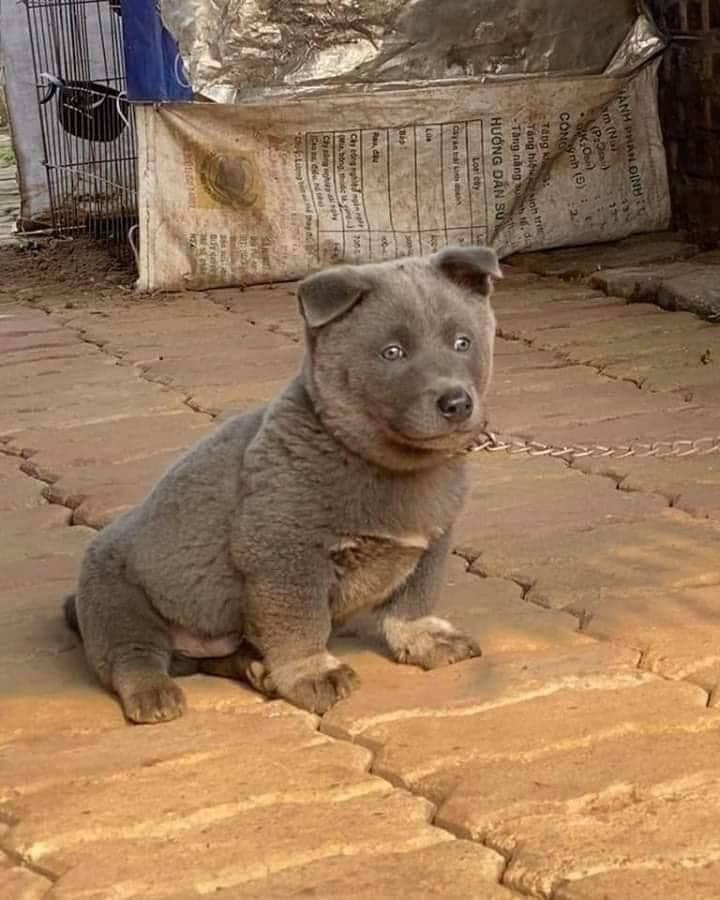 Càng lớn, Dúi càng có nhiều trò "cà khịa" khiến các fan không ít lần phải xuýt xoa khen ngợi.