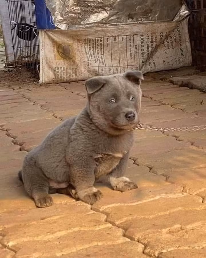 Càng lớn, Dúi càng có nhiều trò "cà khịa" khiến các fan không ít lần phải xuýt xoa khen ngợi.