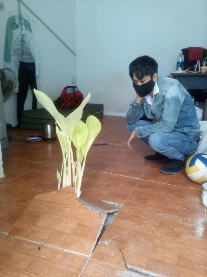 Về tới phòng trọ phát hiện "bạn cây" không mời mà đến sau Tết.