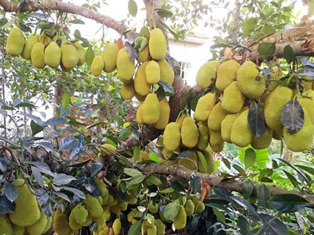 Một số dân mạng cảnh báo nguy hiểm: "Qua đây mà không nhòm ngó cẩn thận nó rơi vào đầu vừa đau lại còn thối um", "Cây này đi qua nhỡ quả mít rơi chắc vỡ đầu luôn ý chứ nhỉ"...