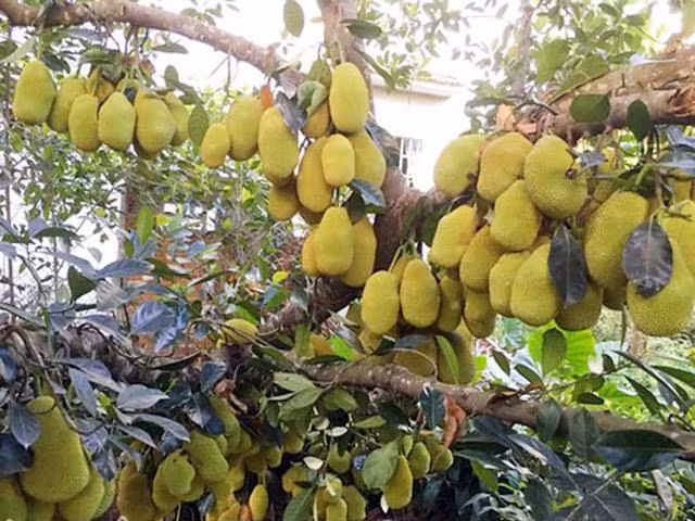 Một số dân mạng cảnh báo nguy hiểm: "Qua đây mà không nhòm ngó cẩn thận nó rơi vào đầu vừa đau lại còn thối um", "Cây này đi qua nhỡ quả mít rơi chắc vỡ đầu luôn ý chứ nhỉ"...