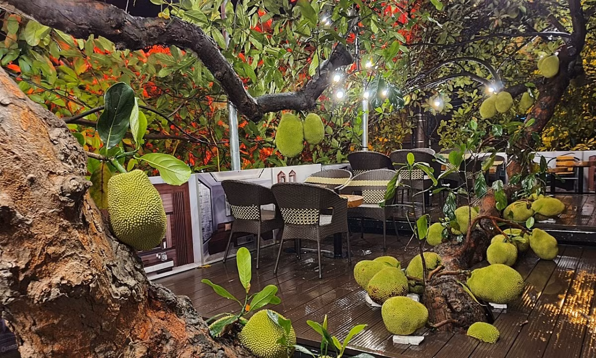 Có thể thấy, nền quán cà phê này được dựng khá cao, để trống những chỗ có thân cây mít mọc qua.