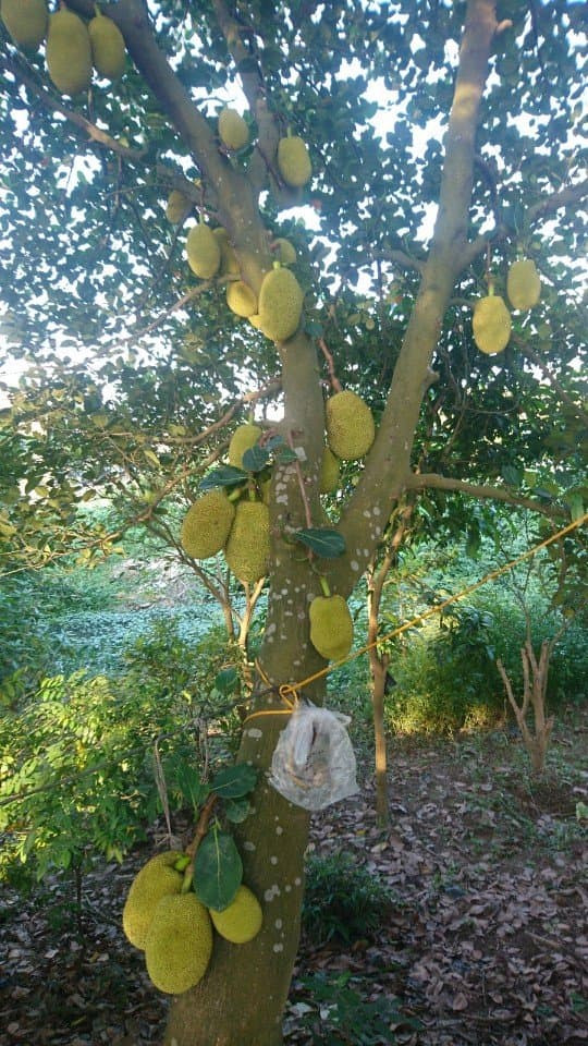 Vào mùa hè, những cây mít thường kết trái sai trĩu quả. Quả mít với từng chiếc múi ú nu, thơm nức cũng được nhiều người yêu thích.