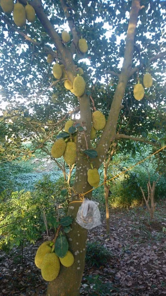 Vào mùa hè, những cây mít thường kết trái sai trĩu quả. Quả mít với từng chiếc múi ú nu, thơm nức cũng được nhiều người yêu thích.