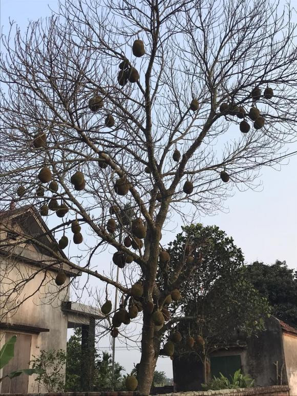 Thế nhưng, mới đây, dân mạng truyền tay nhau hình ảnh cây mít lạ chỉ có quả và cành nhánh mà không một chiếc lá: "Cây mít gần nhà. Mọi năm vẫn bình thường, năm nay tự nhiên đỏng đảnh như này luôn, quả vẫn ăn được nhưng các cụ bảo như này là cây chết đứng rồi... Tiếc ơi là tiếc", một dân mạng chia sẻ.