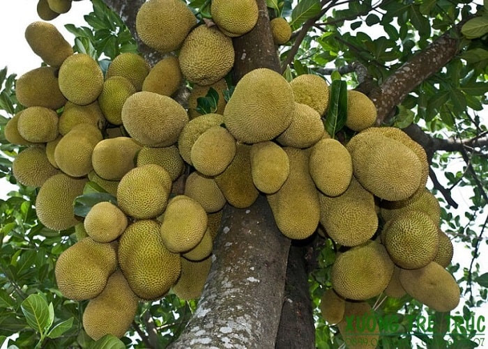 Nhìn những trùm quả mít như này ai mà có thể cưỡng lại nổi.