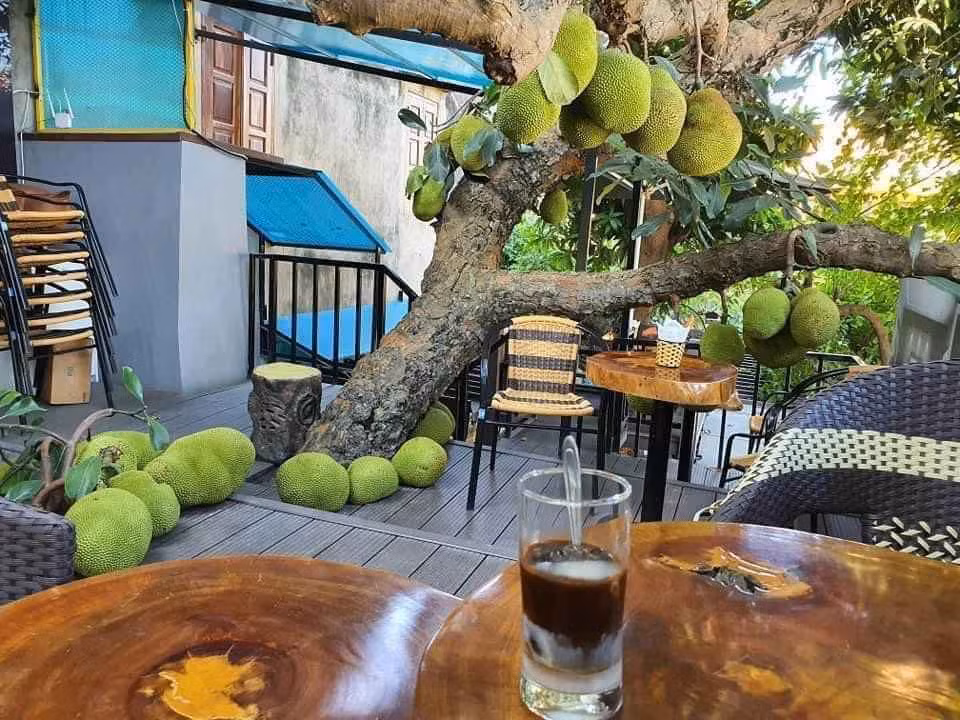 Một cây mít có rất nhiều quả mọc "bất chấp" ngay giữa một quán cà phê khiến ai cũng cảm thấy thích thú.