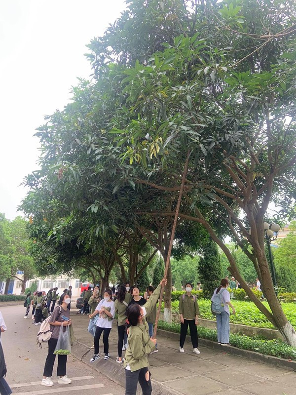 Bên cạnh chuyện học thì các cô cậu học sinh, sinh viên còn bày đủ trò trong trường, mà phổ biến nhất có lẽ là… vặt trộm xoài mọc trong sân. Ảnh: Lang Thang Hà Nội