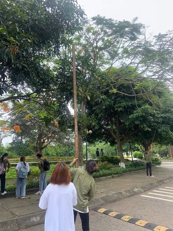 Những trái xoài xanh lủng lẳng, ngon lành, chỉ cần nhìn là đã “chảy cả nước miếng”. Lúc ấy, ai cũng ao ước mình có thể “vặt” sạch những chùm xoài kia.