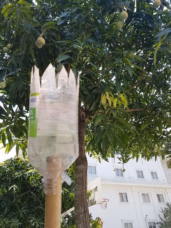 Không phải ai cũng có kỹ năng hái trộm xoài, và để làm được chuyện này, bạn cần phải có những mánh khóe.