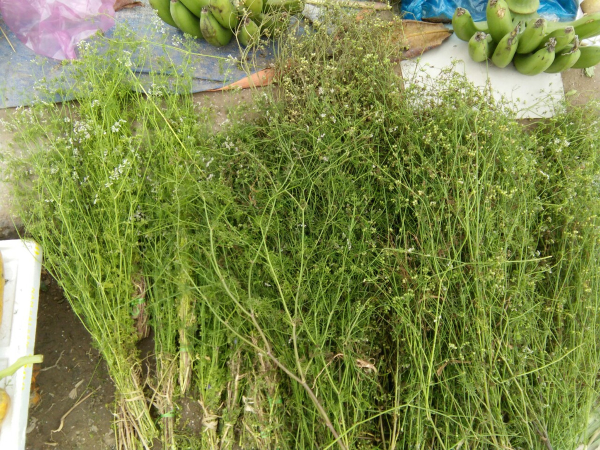 Theo nhiều người bán, thời gian thu hoạch cây mùi già, phải đúng thời điểm, bởi nếu nhổ sớm quá, quả còn xanh; nhổ muộn, lá úa, đun nước sẽ bị vẩn đục.