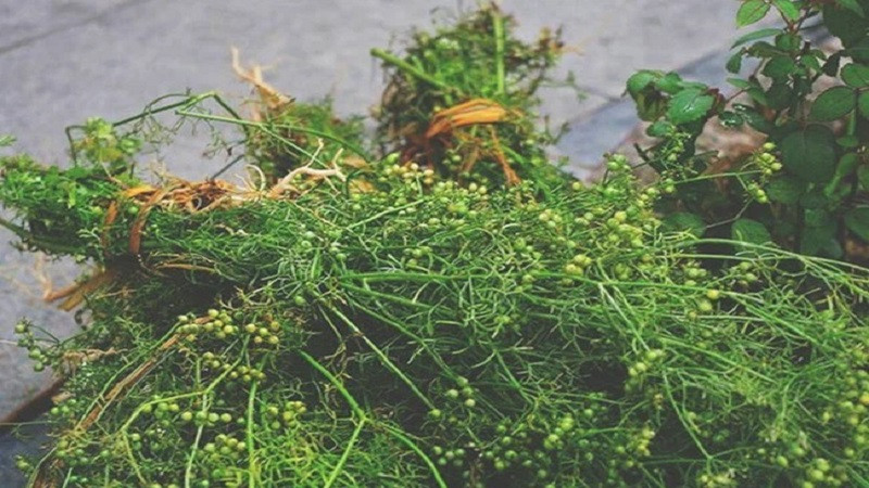 Theo các tiểu thương, mùi già đầu vụ đã bắt đầu xuống phố từ đầu tháng Chạp. Được biết, làng Hoạch An, xã Kim An, huyện Thanh Oai, Hà Nội là “thủ phủ” trồng loại cây này.