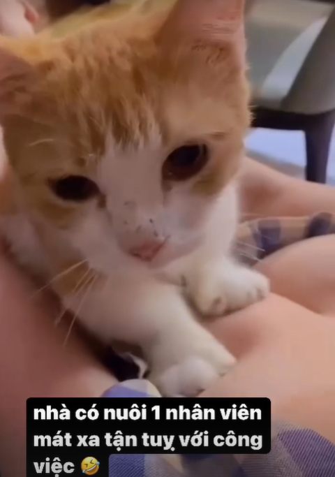 Vừa qua, Elly Trần đăng tải một đoạn clip ngắn trên Instagram ghi lại cảnh cô đang ôm mèo cưng.