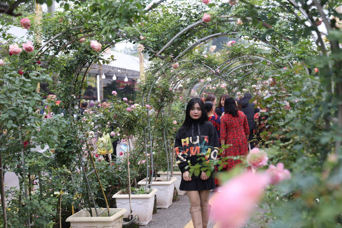Con đường hoa hồng là điểm được nhiều người tới lễ hội hoa Mê Linh tới chụp ảnh.