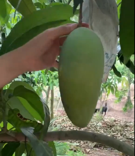 Hay cũng có ý kiến cho rằng đây là loại xoài để ăn sống (ăn lúc còn xanh, giòn), chứ để lâu là sẽ thối như trong đoạn clip ghi lại.