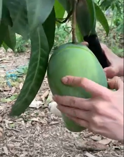 Mới đây, một đoạn clip ghi lại hình ảnh một vườn có những quả xoài sai lúc lỉu, đặc biệt là quả nào nhìn cũng to, đẹp mã, ấy thế nhưng người chia sẻ lại nói rằng bố mẹ cô đã phải bỏ đi cả vườn.