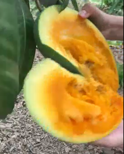 Cụ thể, khi bổ từng quả xoài ra quả nào quả nấy thối ngay trên cây.