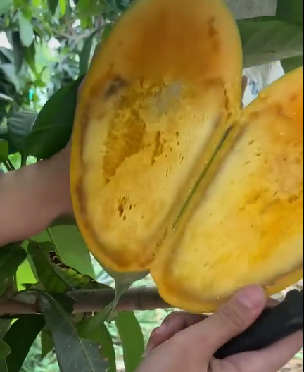 Nghe đến lý do này, nhiều netizen không khỏi tiếc nuối vì người nông dân vườn xoài này có thể là thu nhập chính của cả gia đình mà xảy ra tình trạng thế này thì quả là một năm buồn.