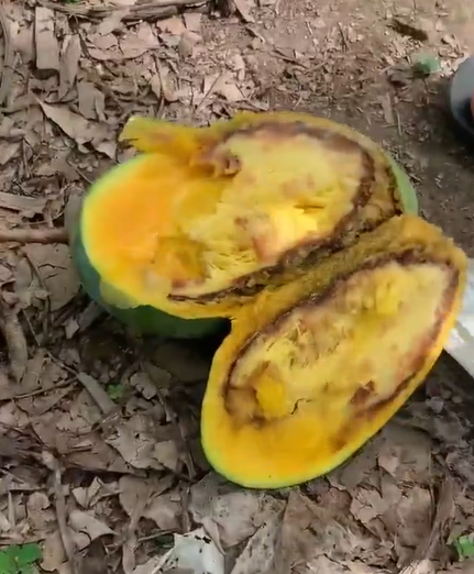 Nhìn từng quả xoài thành quả bị thối quả là đáng tiếc bởi nó là công sức và tâm huyết của người nông dân.