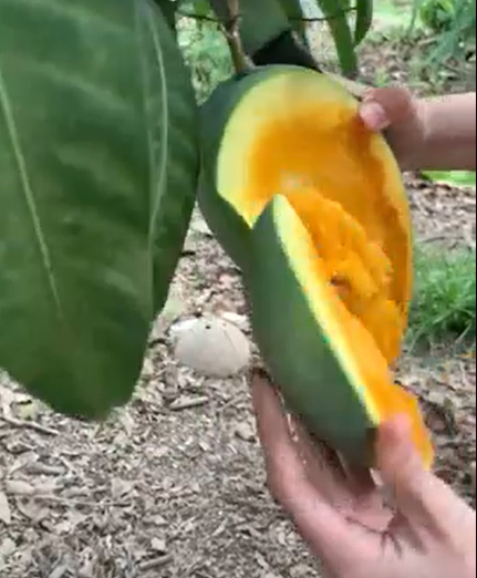Mãi tới khi xem người ta bổ quả xoài trên cây thì cư dân mạng mới hiểu nguyên do.
