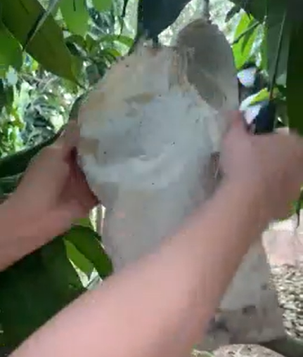 Một số cư dân mạng đưa ra lý do khiến những quả xoài này thối ngay trên cây là vì giống này không thể để chín cây, phải vặt xuống rồi để chín.