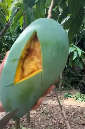 Dù lý do thật sự là gì, nhưng cảnh một vườn xoài sai quả bị thối hết như vậy đều khiến dân tình cảm thấy thương cho những cây xoài cũng như chủ nhân khu vườn.