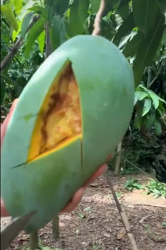 Dù lý do thật sự là gì, nhưng cảnh một vườn xoài sai quả bị thối hết như vậy đều khiến dân tình cảm thấy thương cho những cây xoài cũng như chủ nhân khu vườn.