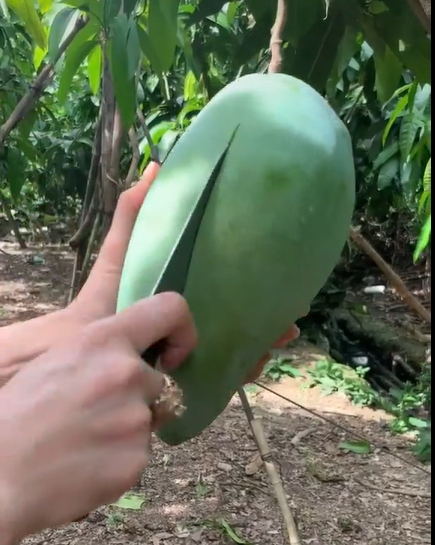 Dù lý do thật sự là gì, nhưng cảnh một vườn xoài sai quả bị thối hết như vậy đều khiến dân tình cảm thấy thương cho những cây xoài cũng như chủ nhân khu vườn.