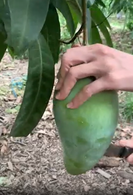 Những ngày gần đây, trên MXH liên tục xuất hiện những bài đăng liên quan đến cây xoài, vì thời điểm hiện tại đang là mùa loại cây này đang chính vụ và mang tính "gây thèm" cực mạnh.