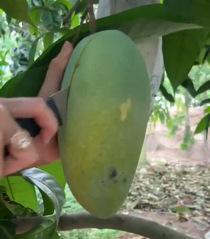 Theo chia sẻ của cô gái chủ vườn nói rằng vườn xoài bị như vậy là do bố mẹ cô tiêu thụ chậm vì lý do dịch bệnh nên đành phải bỏ lại như vậy.