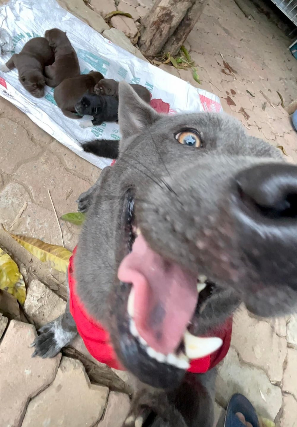 Cụ thể, trên trang Fanpage với gần 200 nghìn lượt theo dõi của idol Dúi bất ngờ chia sẻ dòng trạng thái: "Hạnh phúc đắt lắm, nhà mình nghèo không mua nổi đâu con...".